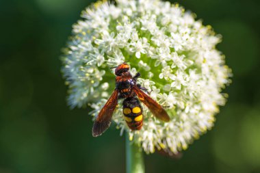 Scolia Lat. Megascola maculata lat. Scolia maculata, pullu bir eşekarısı familyasından bir arı türüdür. Mamut eşekarısı. Scolia dev arısı soğan çiçeğinin üstünde.