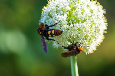 Scolia Lat. Megascola maculata lat. Scolia maculata, pullu bir eşekarısı familyasından bir arı türüdür. Mamut eşekarısı. Scolia dev arısı soğan çiçeğinin üstünde.
