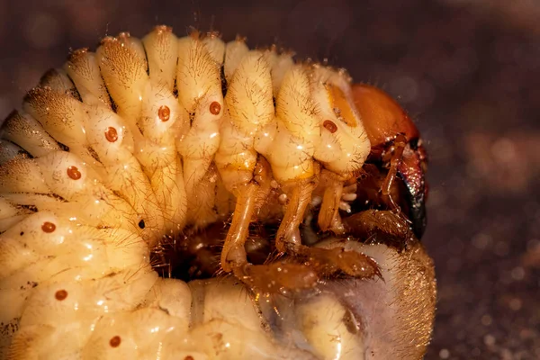 May Beetle Larvae Larvae Dung Beetle Close — Stock Photo, Image