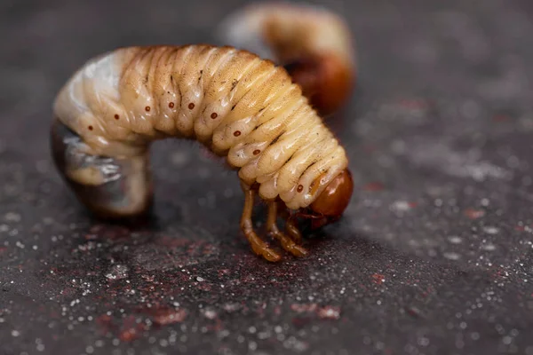 May beetle larvae.Larvae of dung beetle close-up.