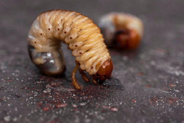 May beetle larvae.Larvae of dung beetle close-up.