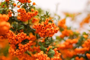 Sonbahar yaprakları ve sonbahar yaprakları. Sonbahar yaprakları. .