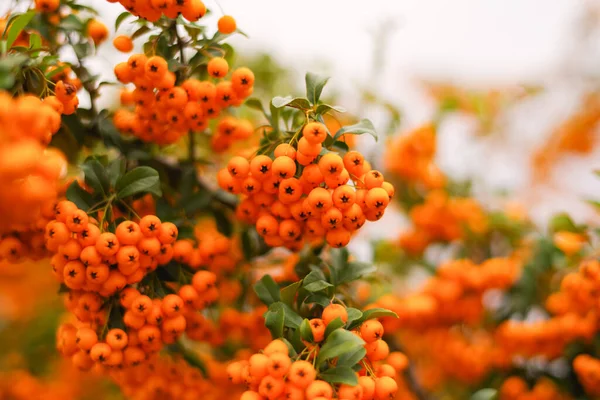 Sonbahar yaprakları ve sonbahar yaprakları. Sonbahar yaprakları. .