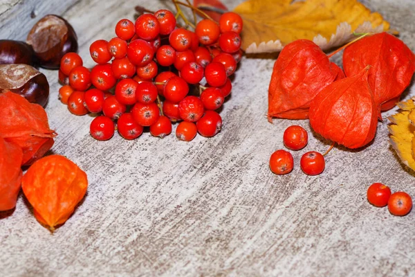 Background from autumn leaves with autumn berries.Autumn leaves .