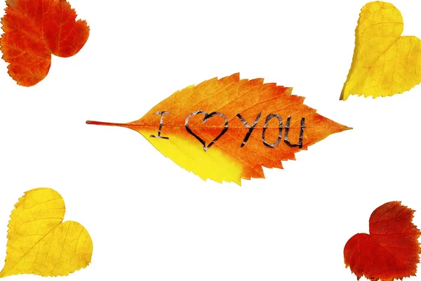 Collection Autumn Leaves White Background Autumn Concept Colorful Leaves Background — Stock Photo, Image