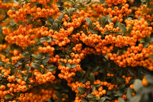 Background from autumn leaves with autumn berries.Autumn backgrounds. Orange autumn berries on a bush.