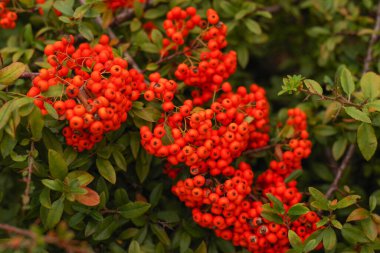 Sonbahar yapraklarından, sonbahar berilerinden, sonbahar arkaplanlarından. Çalı üzerinde portakal güz meyvesi.