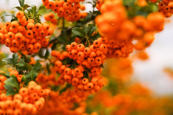 Background from autumn leaves with autumn berries.Autumn backgrounds. Orange autumn berries on a bush.