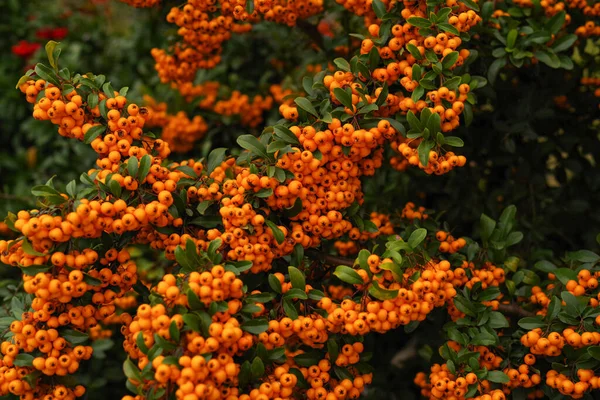 Pozadí Podzimních Listů Podzimními Bobulemi Pomerančové Podzimní Bobule Keři — Stock fotografie