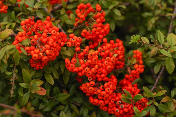 Achtergrond Van Herfstbladeren Met Herfstbessen Herfst Achtergronden Oranje Herfstbessen Een — Stockfoto