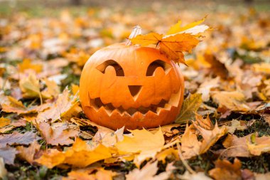 Turuncu sonbahar izinlerinde Cadılar Bayramı için turuncu balkabağı. Cadılar Bayramı konsepti..