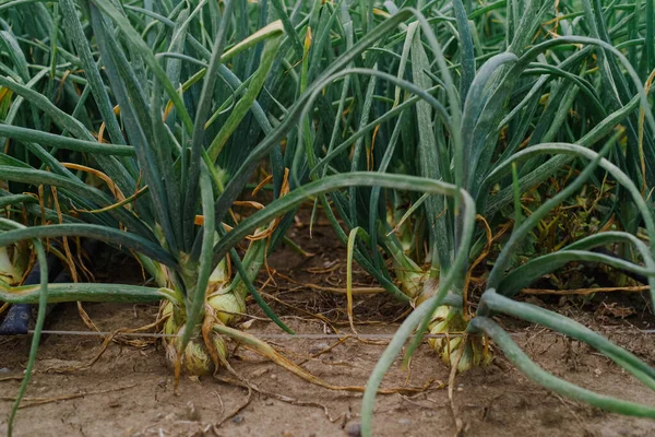 Close up of rows of onions plants growing in the clay soil of a horticulturist.Green onions on the field, Farmers fields with green onions.