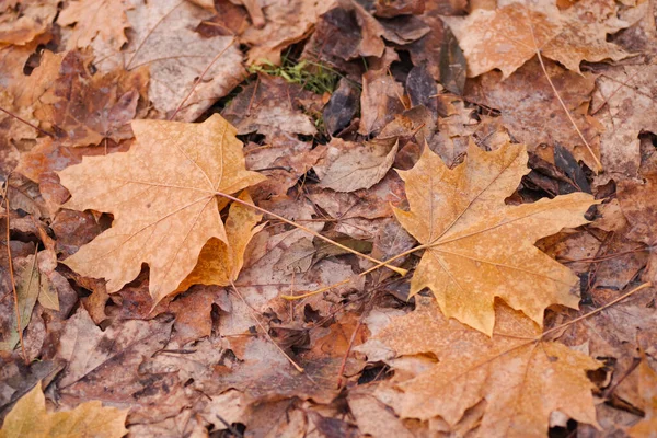 Autumn orange leaves on the ground. Fallen leaves.fallen autumn leaves