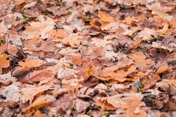 Autumn orange leaves on the ground. Fallen leaves.fallen autumn leaves