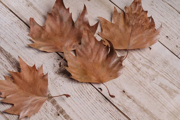 Autumn brown leaves lie on a light wooden board. Background from autumn brown leaves.Top view image of autumn leaves over wooden textured background