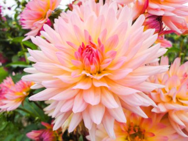 Dahlia güneşli gün yaz bahçesinde Başkanı