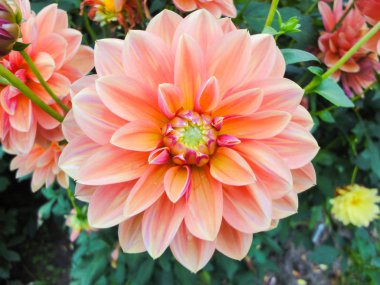 Dahlia güneşli gün yaz bahçesinde Başkanı