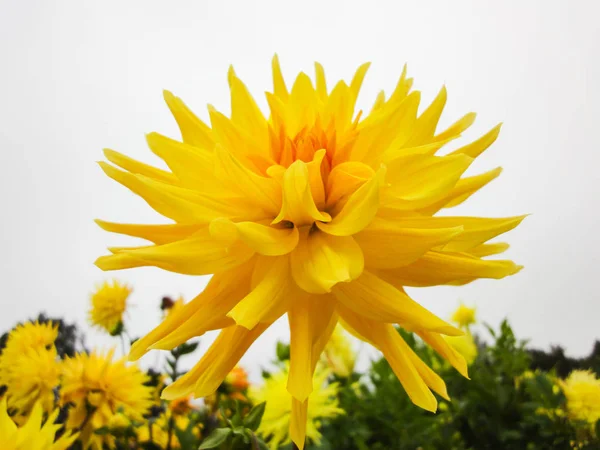 Une Tête Dahlia Dans Jardin Été Journée Ensoleillée — Photo