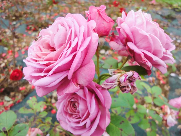 Bourgeon Rose Dans Jardin Été Journée Ensoleillée — Photo