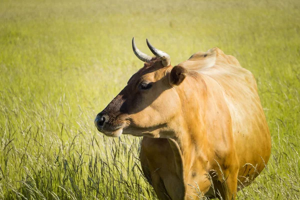 Renkli inekler çim çayır on yaz aylarında yeme.