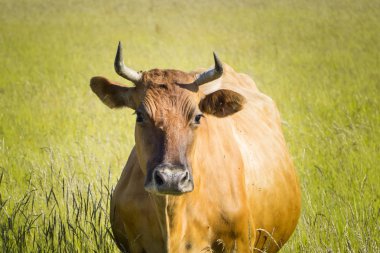 Renkli inekler çim çayır on yaz aylarında yeme.