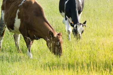 Renkli inekler çim çayır on yaz aylarında yeme.