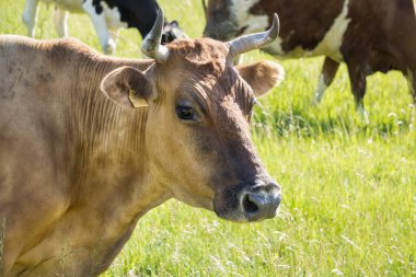 Renkli inekler çim çayır on yaz aylarında yeme.
