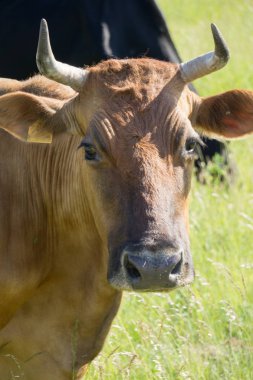 Renkli inekler çim çayır on yaz aylarında yeme.
