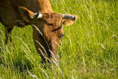 Renkli inekler çim çayır on yaz aylarında yeme.