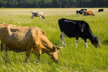 Renkli inekler çim çayır on yaz aylarında yeme.