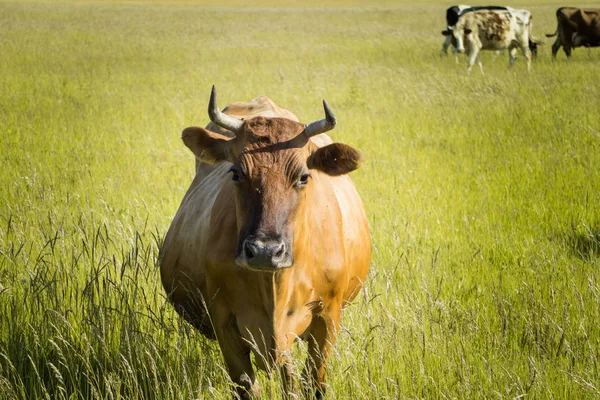 Renkli inekler çim çayır on yaz aylarında yeme.
