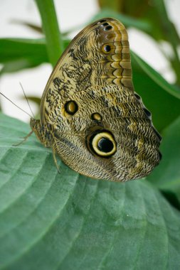 Yaz aylarında çiçek bahçesinde oturan güzel kelebek