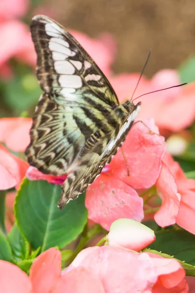 夏には庭で花に座って美しい蝶 — ストック写真