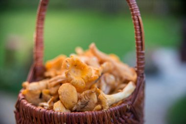Chanterelles farklı süslemeler ile sonbahar bahçe dolu sepet