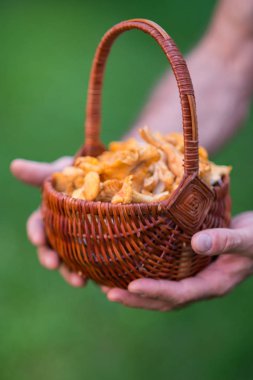 Chanterelles farklı süslemeler ile sonbahar bahçe dolu sepet