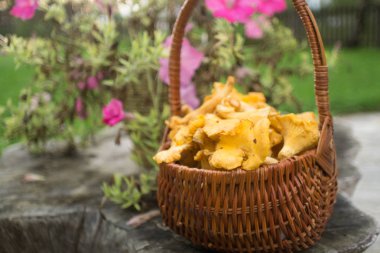Chanterelles farklı süslemeler ile sonbahar bahçe dolu sepet