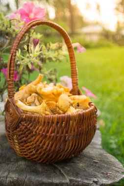 Chanterelles farklı süslemeler ile sonbahar bahçe dolu sepet