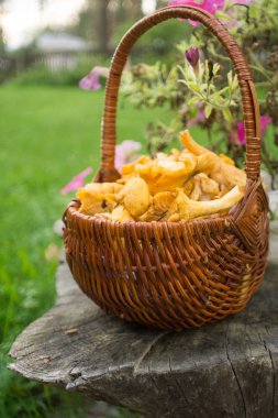 Chanterelles farklı süslemeler ile sonbahar bahçe dolu sepet