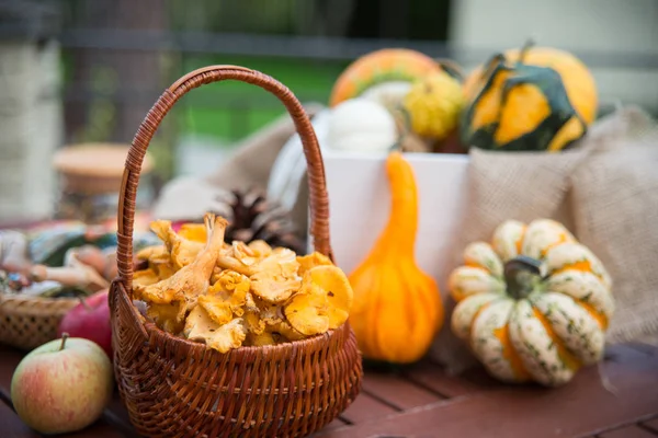 秋の庭の異なる装飾とカボチャでアンズタケのバスケットの中身 — ストック写真