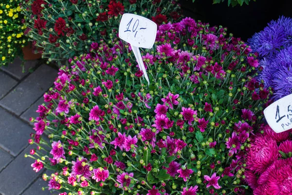 Different autumn flowers on sale on central market in bouquets with prices