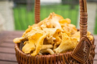 Chanterelles rattan sepet Güz