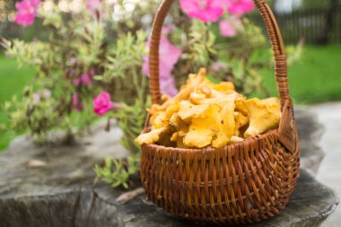 Chanterelles rattan sepet Güz