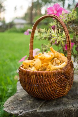 Chanterelles rattan sepet Güz