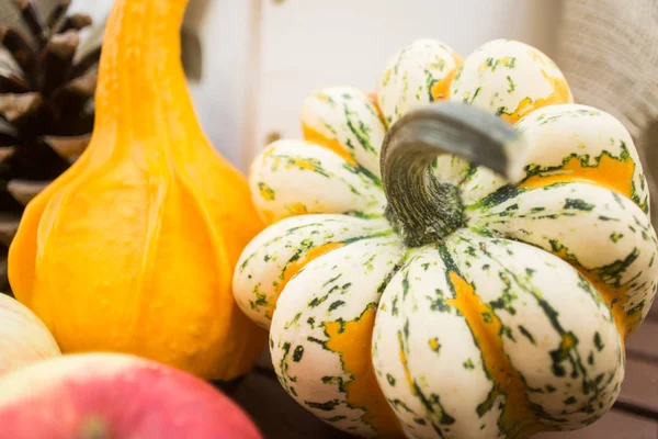 Hösten Festival Dekoration Med Stilleben Pumpor Blommor Nötter Och Äpplen — Stockfoto