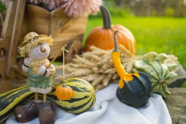 Düşüş sırasında sonbahar dekorasyon: pumpkins, çiçek, spikelets ve güdük üzerinde heykelcik sepeti