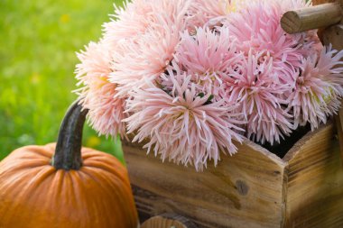 Düşüş sırasında sonbahar dekorasyon: pumpkins, çiçek, spikelets ve güdük üzerinde heykelcik sepeti