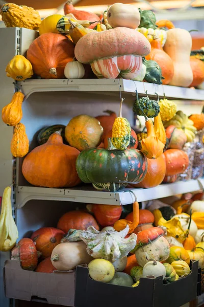 Different pumpkins on city market in autumn - decoration for Halloween