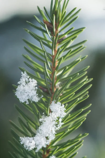 Fir-tree branch with snowy needles on sunny winter day