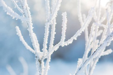 Kışın kar taneleri güzel arka ışık üzerinde çalılar kaplı