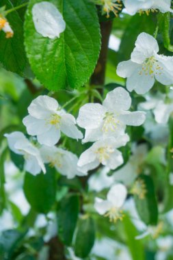 Elma ağacı geç bahar güzel beyaz çiçekli